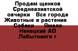 Продам щенков Среднеазиатской овчарки - Все города Животные и растения » Собаки   . Ямало-Ненецкий АО,Лабытнанги г.